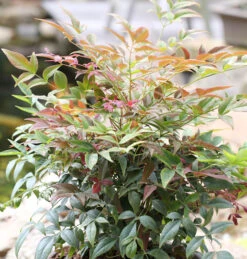 Himmelsbambus Obsessed 30-40cm - Nandina Domestica