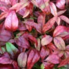 Himmelsbambus Flirt® 20-30cm - Nandina Domestica -Hortensies Geschaft Nandina domesticaFlirt 1