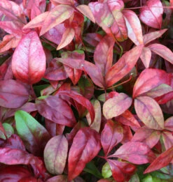 Himmelsbambus Flirt® 20-30cm - Nandina Domestica