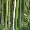 Wasser Bambus Green Perfume 80-100cm - Phyllostachys Atrovaginata -Hortensies Geschaft Phyllostachys atrovaginata Green Perfume BLWS337904