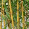 Goldener Peking Bambus 100-125cm - Phyllostachys Aureocaulis -Hortensies Geschaft Phyllostachys aureocaulis