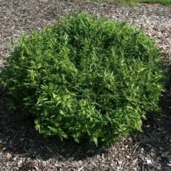 Zwerg Buschbambus Distichus - Pleioblastus