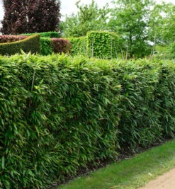 Pfeilbambus 100-125cm - Pseudosasa Japonica