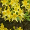 Laubabwerfende Azalee 30-40cm - Rhododendron Luteum - Alpenrose -Hortensies Geschaft Rhododendron luteum