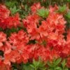 Azalee Balzac 40-50cm - Rhododendron Luteum - Alpenrose -Hortensies Geschaft Rhododendron luteum Balzac BLWS307696