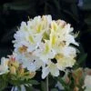 Azalee Daviesii 30-40cm - Rhododendron Luteum - Alpenrose -Hortensies Geschaft Rhododendron luteum Daviesii