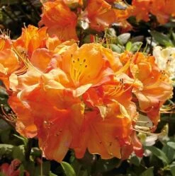 Azalee Glowing Embers 40-50cm - Rhododendron Luteum - Alpenrose