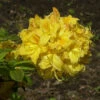 Azalee Golden Lights 40-50cm - Rhododendron Luteum - Alpenrose 2 Azalee Golden Lights 40-50cm - Rhododendron Luteum - Alpenrose -Hortensies Geschaft Rhododendron luteum Golden Lights 1 1