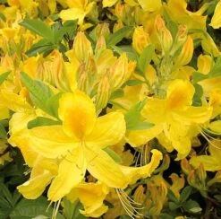 Azalee Goldtopas 40-50cm - Rhododendron Luteum - Alpenrose