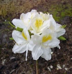 Azalee Persil 50-60cm - Rhododendron Luteum - Alpenrose