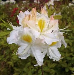 Azalee Schneegold 40-50cm - Rhododendron Luteum - Alpenrose
