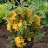 Azalee Sun Star 40-50cm - Rhododendron Luteum - Alpenrose 2 Azalee Sun Star 40-50cm - Rhododendron Luteum - Alpenrose -Hortensies Geschaft Rhododendron luteum SunStar