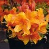 Azalee Sunny Boy 30-40cm - Rhododendron Luteum - Alpenrose -Hortensies Geschaft Rhododendron luteum Sunny Boy