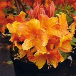 Azalee Sunny Boy 30-40cm - Rhododendron Luteum - Alpenrose