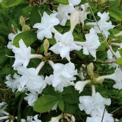 Azalee Whitethroat 40-50cm - Rhododendron Luteum - Alpenrose