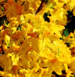 Azalee Goldpracht 50-60cm - Rhododendron Luteum - Alpenrose