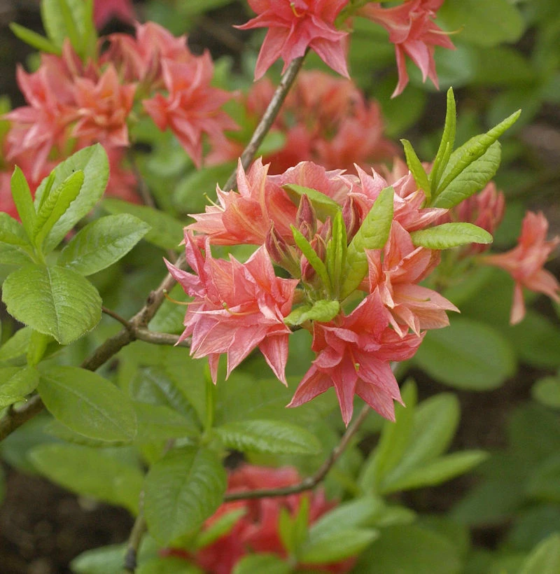 Azalee Norma 30-40cm - Rhododendron Luteum - Alpenrose 3 Azalee Norma 30-40cm - Rhododendron Luteum - Alpenrose