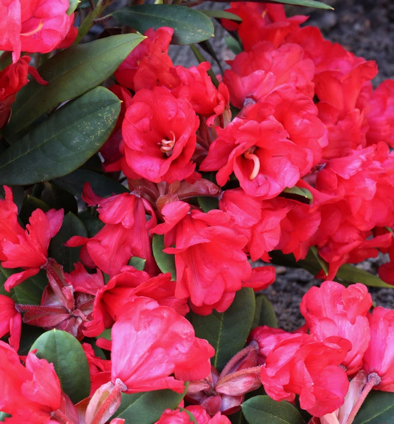 Hochstamm Azalee Burletta 80-100cm - Rhododendron Neriiflorum - Alenrose 3 Hochstamm Azalee Burletta 80-100cm - Rhododendron Neriiflorum - Alenrose