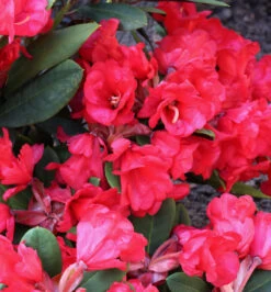 Hochstamm Azalee Burletta 60-80cm - Rhododendron Neriiflorum - Alenrose