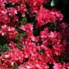 Japanische Azalee Anne Frank 20-25cm - Rhododendron Obtusum - Zwerg Alpenrose -Hortensies Geschaft Rhododendron obtusum Anne Frank