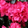 Japanische Azalee Arabesk 15-20cm - Rhododendron Obtusum - Zwerg Alpenrose -Hortensies Geschaft Rhododendron obtusum Arabesk