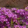 Japanische Azalee Blaue Donau 15-20cm - Rhododendron Obtusum - Zwerg Alpenrose -Hortensies Geschaft Rhododendron obtusum Blaue Donau