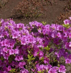 Japanische Azalee Blaue Donau 15-20cm - Rhododendron Obtusum - Zwerg Alpenrose