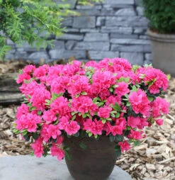 Japanische Azalee Canzonetta 15-20cm - Rhododendron Obtusum - Zwerg Alpenrose