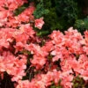Japanische Azalee Cherie 20-25cm - Rhododendron Obtusum - Zwerg Alpenrose -Hortensies Geschaft Rhododendron obtusum Cherie