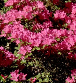 Japanische Azalee Diamant Purpur 20-25cm - Rhododendron Obtusum - Zwerg Alpenrose