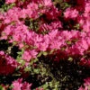 Japanische Azalee Diamant Purpur 30-40cm - Rhododendron Obtusum - Zwerg Alpenrose