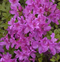 Japanische Azalee Diamant Himmelblau 15-20cm - Rhododendron Obtusum - Alpenrose