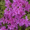 Japanische Azalee Diamant Himmelblau 20-25cm - Rhododendron Obtusum - Alpenrose 2 Japanische Azalee Diamant Himmelblau 20-25cm - Rhododendron Obtusum - Alpenrose -Hortensies Geschaft Rhododendron obtusum DiamantHimmelblau
