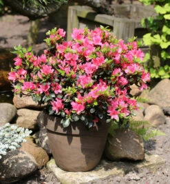 Japanische Azalee Drapa® 25-30cm - Rhododendron Obtusum - Zwerg Alpenrose