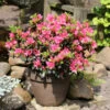 Japanische Azalee Drapa® 20-25cm - Rhododendron Obtusum - Zwerg Alpenrose 2 Japanische Azalee Drapa® 20-25cm - Rhododendron Obtusum - Zwerg Alpenrose -Hortensies Geschaft Rhododendron obtusum Drapa