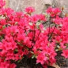 Japanische Azalee Elfie 50-60cm - Rhododendron Obtusum - Zwerg Alpenrose -Hortensies Geschaft Rhododendron obtusum Elfie