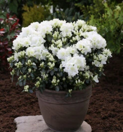 Japanische Azalee Feenkissen 15-20cm - Rhododendron Obtusum - Zwerg Alpenrose