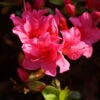 Japanische Azalee Geisha Red 20-25cm - Rhododendron Obtusum -Hortensies Geschaft Rhododendron obtusum Geisha Red