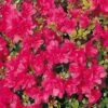 Japanische Azalee Gislinde 25-30cm - Rhododendron Obtusum - Zwerg Alpenrose -Hortensies Geschaft Rhododendron obtusum Gislinde