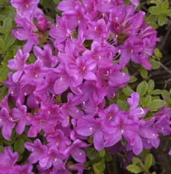 Japanische Azalee Diamant Himmelblau 25-30cm - Rhododendron Obtusum - Zwerg Alpenrose