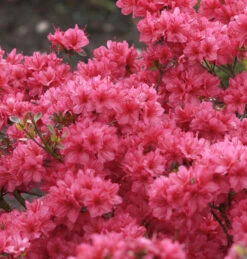 Japanische Azalee Hot Shot Variegated 15-20cm - Rhododendron Obtusum - Zwerg Alpenrose