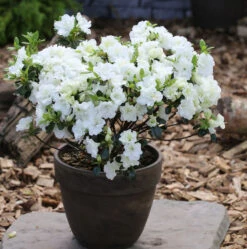 Japanische Azalee Inas Diamond® 20-25cm - Rhododendron Obtusum - Zwerg Alpenrose