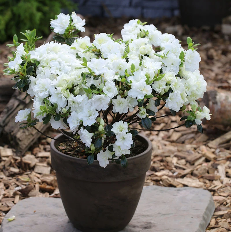 Japanische Azalee Inas Diamond® 20-25cm - Rhododendron Obtusum - Zwerg Alpenrose 3 Japanische Azalee Inas Diamond® 20-25cm - Rhododendron Obtusum - Zwerg Alpenrose