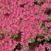 Japanische Azalee Kermesina 40-50cm - Rhododendron Obtusum - Zwerg Alpenrose -Hortensies Geschaft Rhododendron obtusum Kermesina