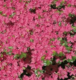 Japanische Azalee Kermesina 40-50cm - Rhododendron Obtusum - Zwerg Alpenrose