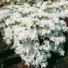 Japanische Azalee Kermesina Alba 20-25cm - Rhododendron Obtusum - Zwerg Alpenrose