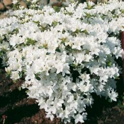 Japanische Azalee Kermesina Alba 30-40cm - Rhododendron Obtusum - Zwerg Alpenrose