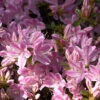 Japanische Azalee Kermesina Rose 25-30cm - Rhododendron Obtusum - Alpenrose -Hortensies Geschaft Rhododendron obtusum KermesinaRose