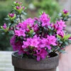 Japanische Azalee Lady Dark® 15-20cm - Rhododendron Obtusum - Zwerg Alpenrose -Hortensies Geschaft Rhododendron obtusum Lady Dark