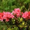 Japanische Azalee Little Red 15-20cm - Rhododendron Obtusum - Zwerg Alpenrose -Hortensies Geschaft Rhododendron obtusum Little Red BLW051257 1